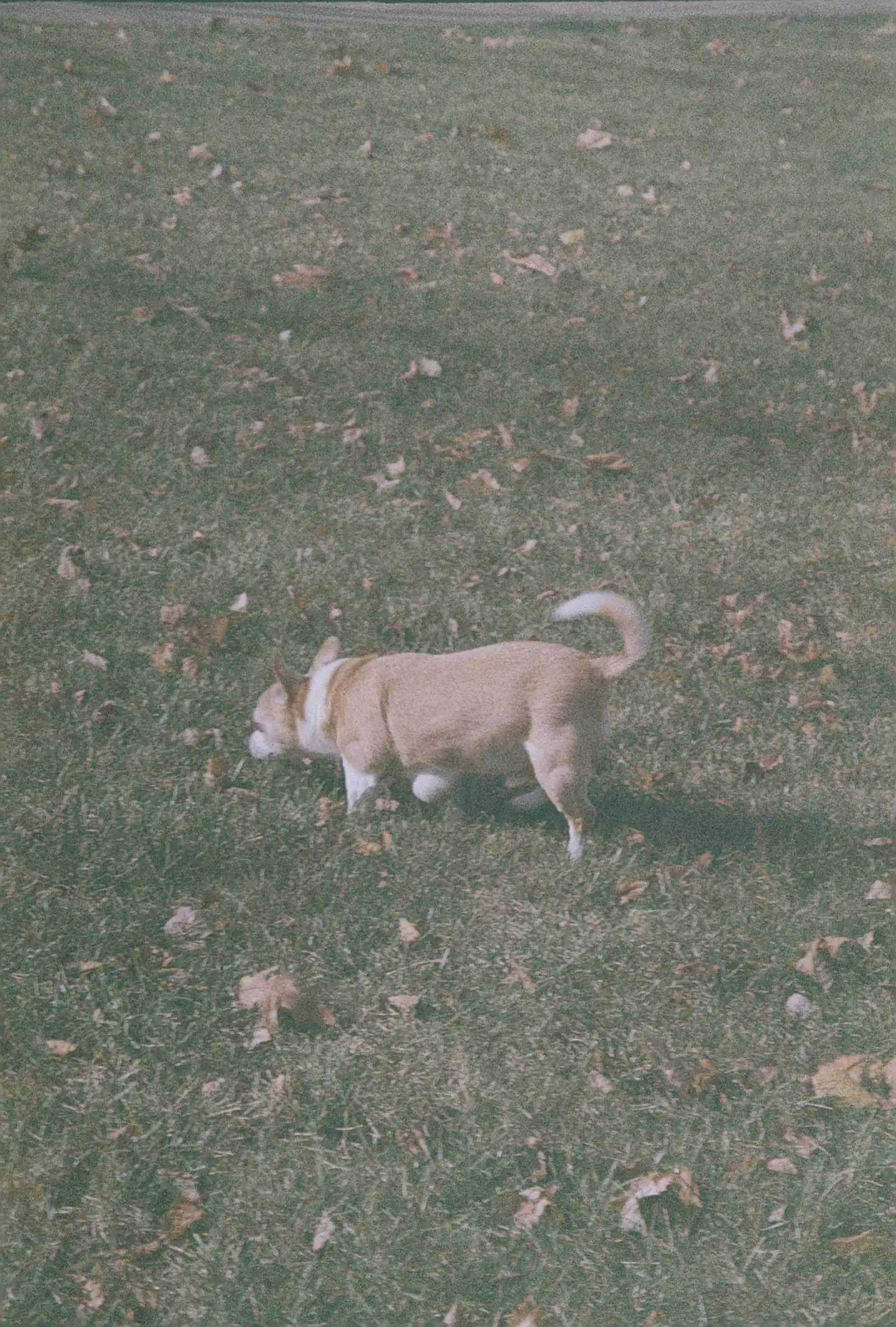 Jake in the Yard III