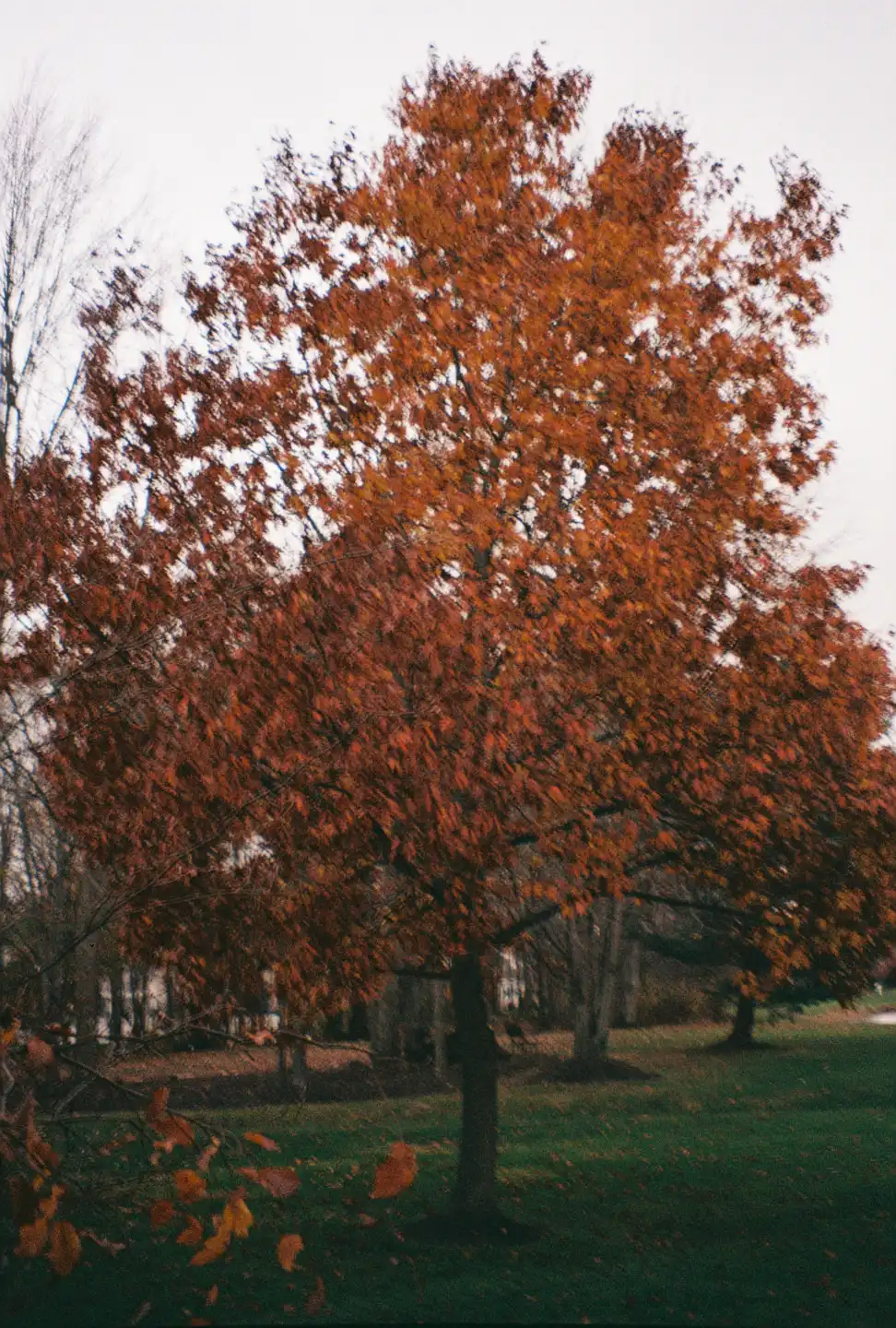Tree in the Fall