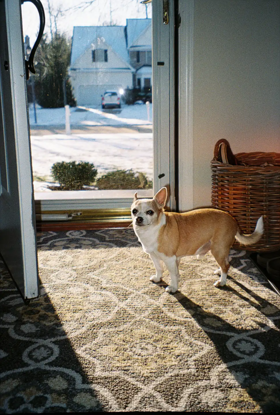 Jake Wanting to go Outside