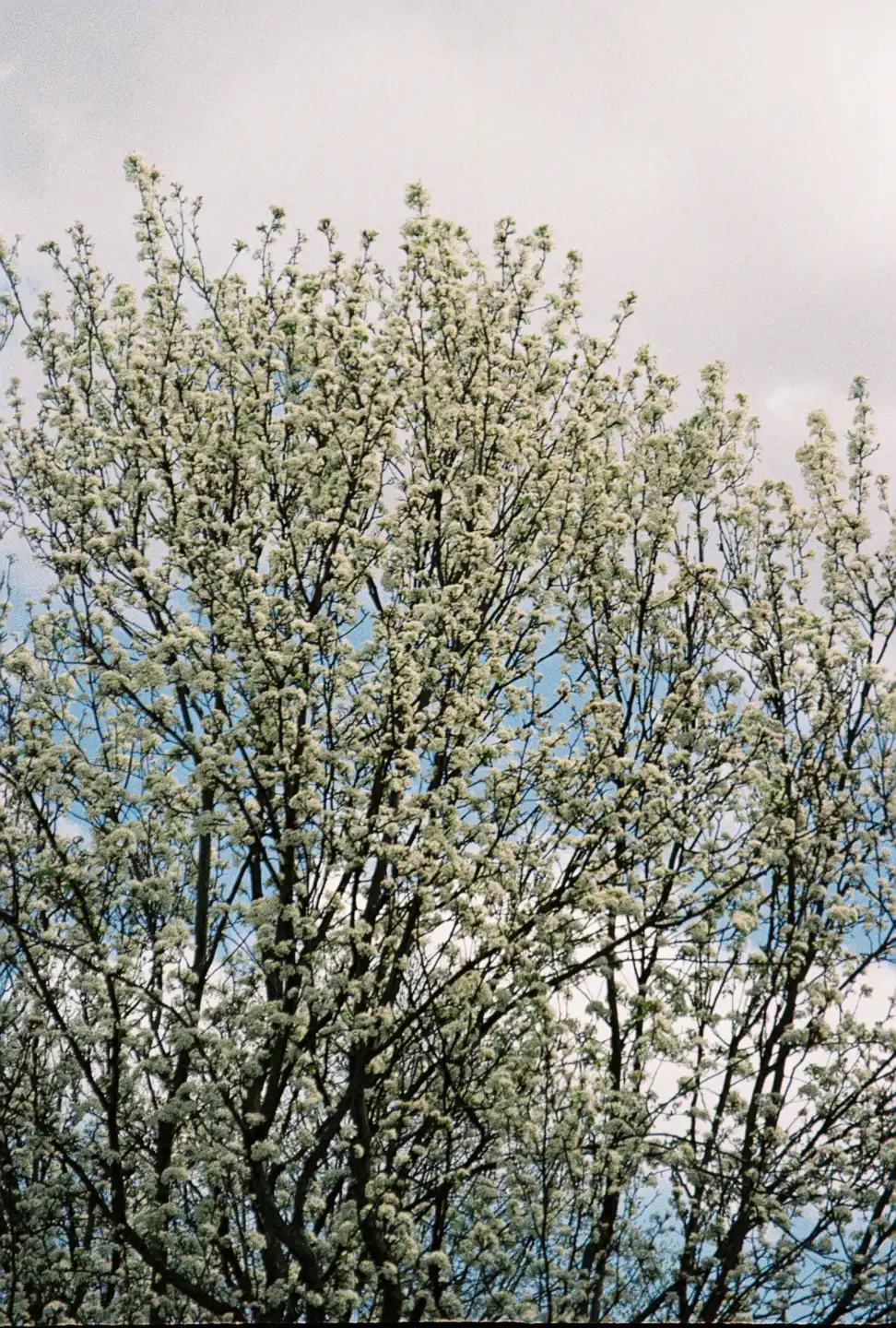 White Flowering Tree