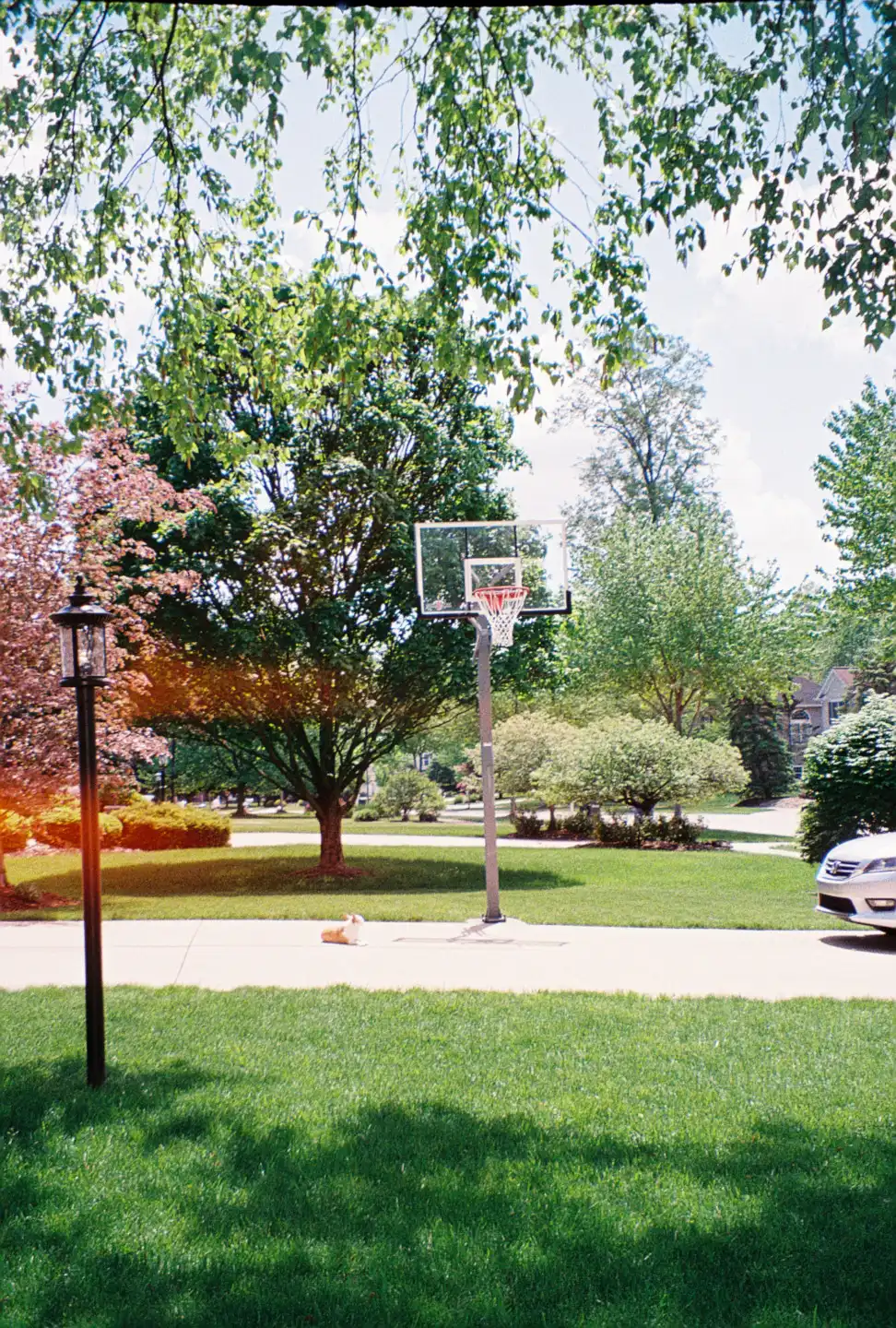 Jake in the Driveway, Laying Out