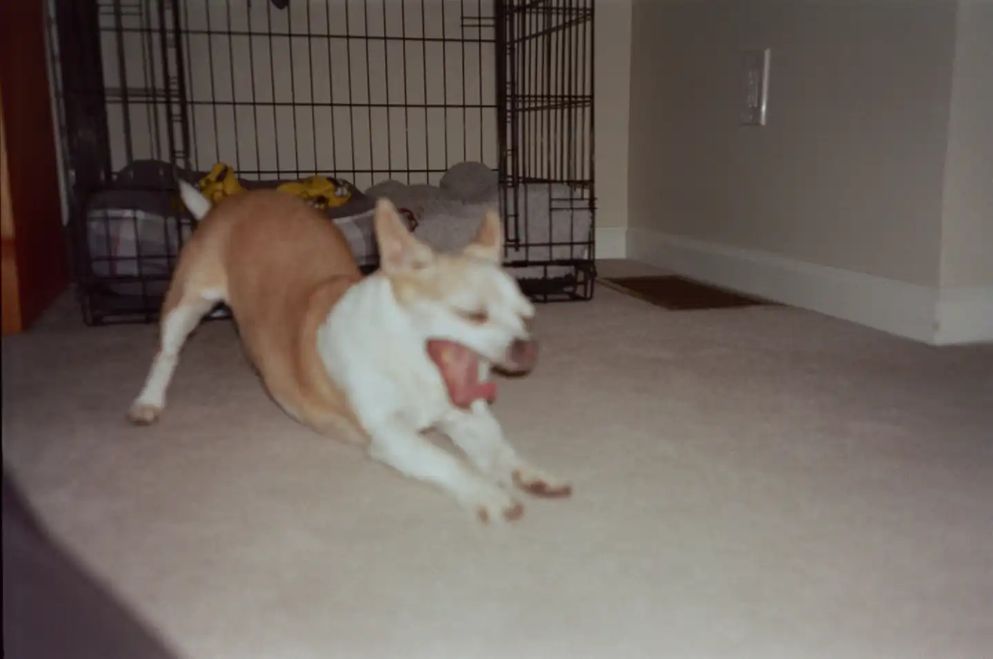 Jake Stretching out of his Cage