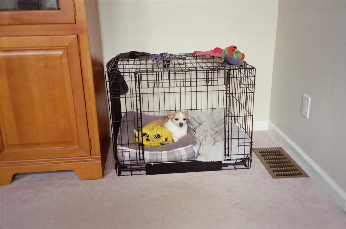 Jake in his Cage II