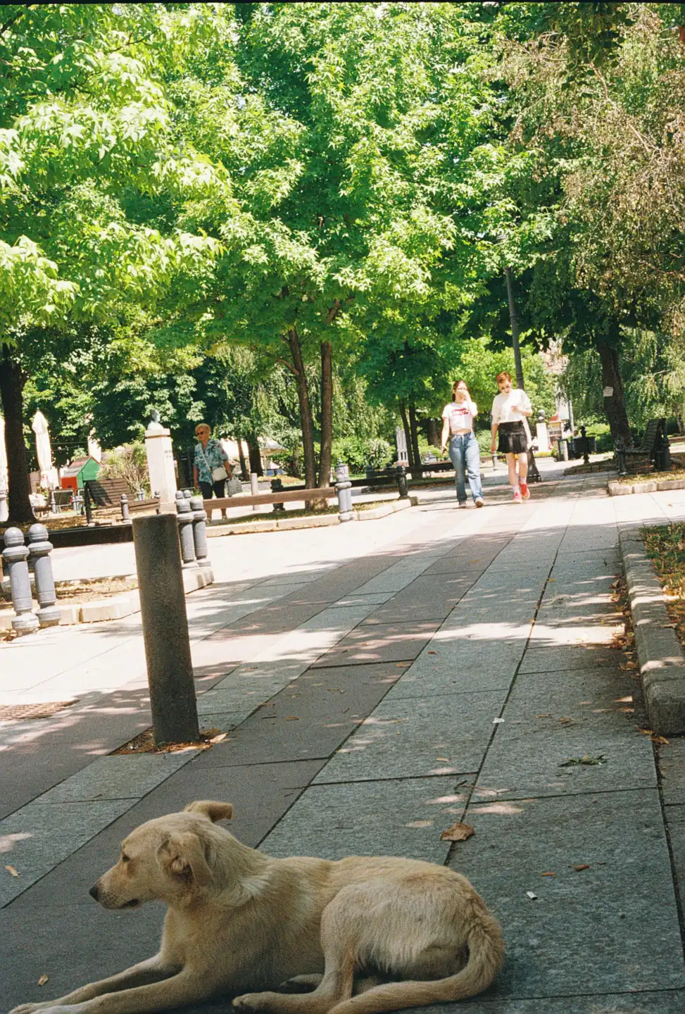 The Stray Dog is Friendly