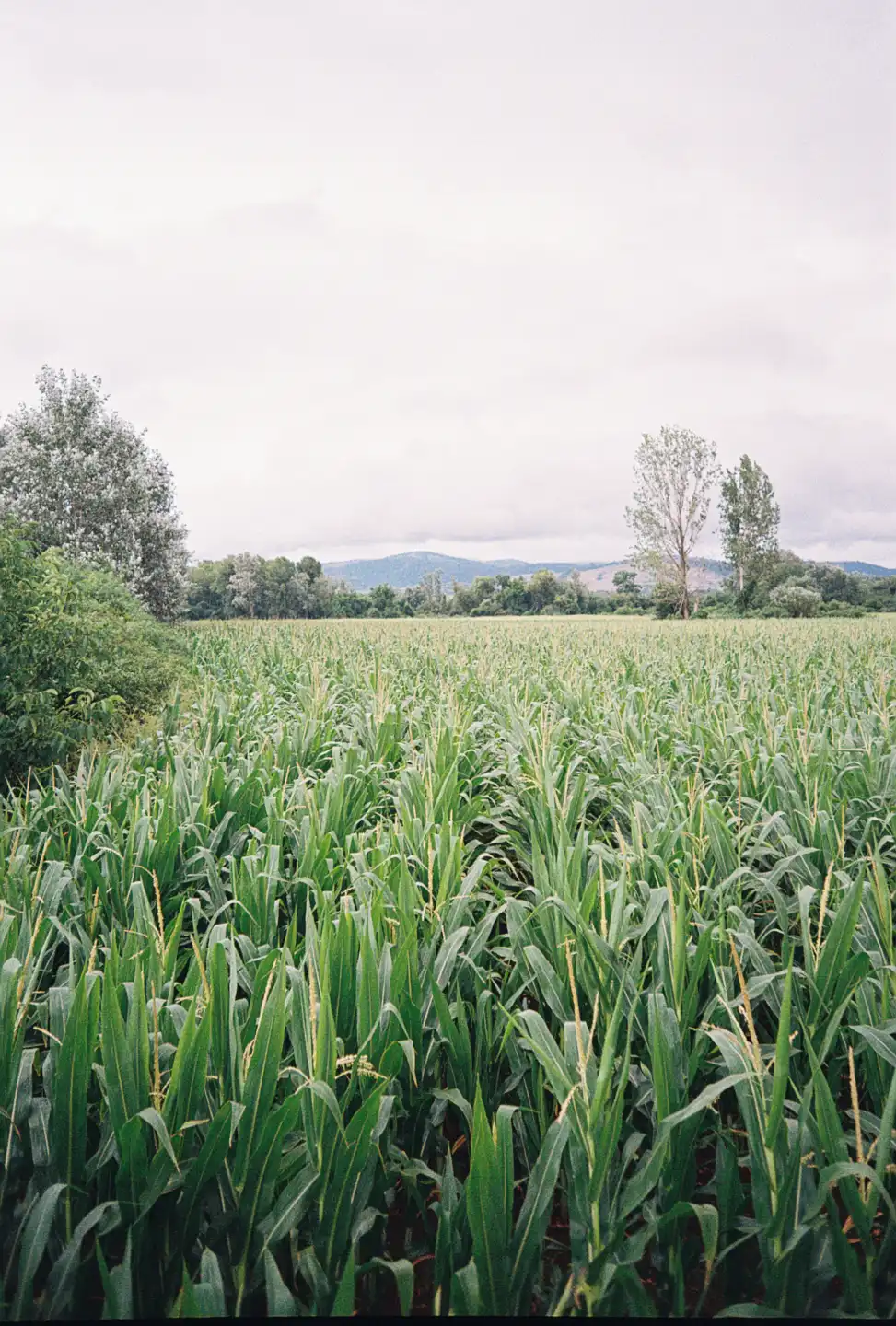 Corn Field
