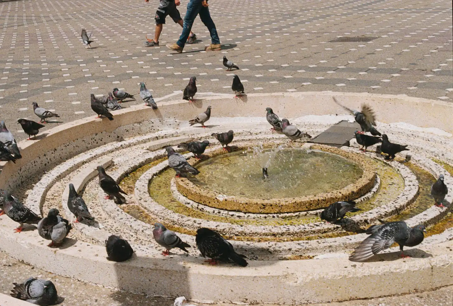 Pigeon Pool