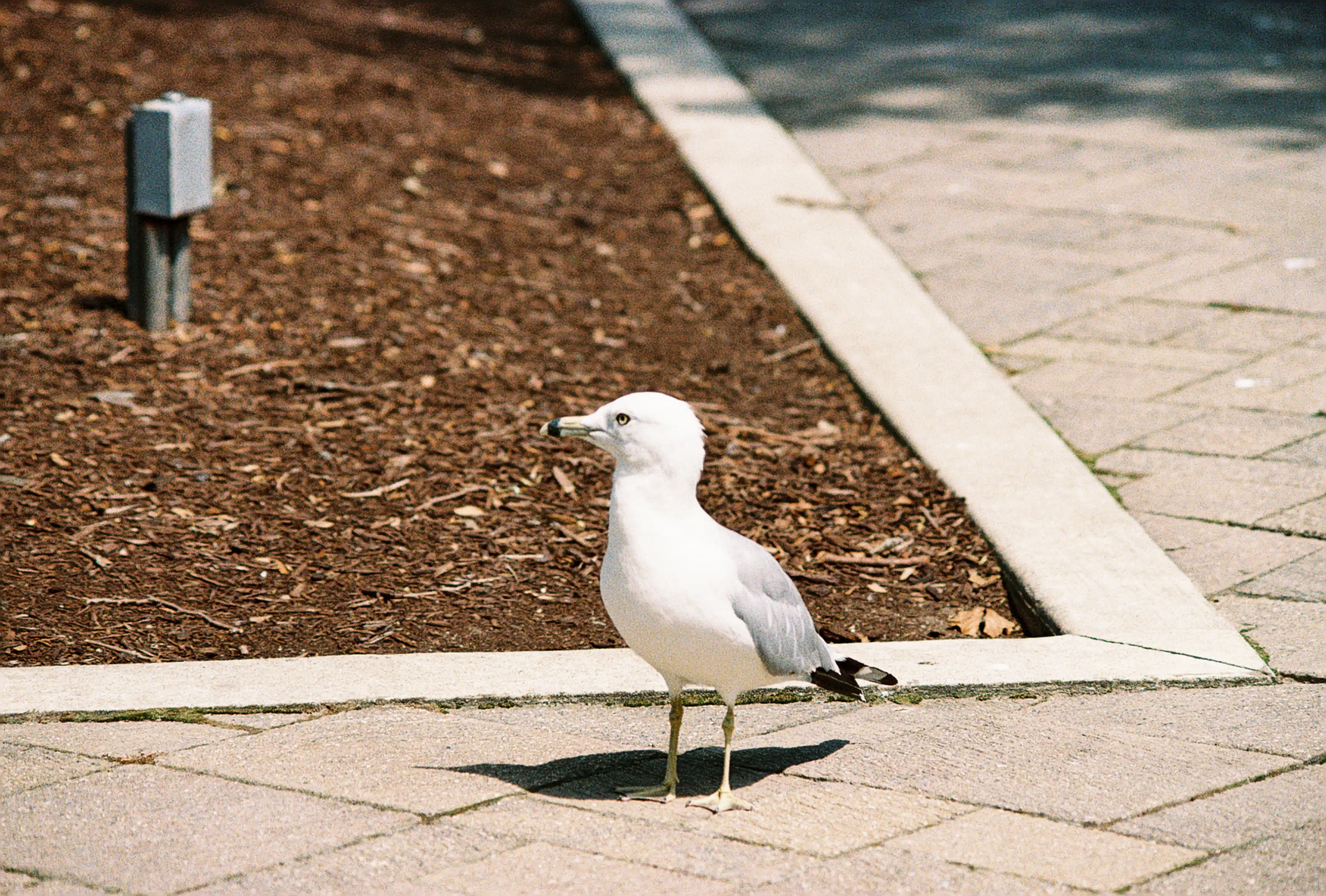 Seagull