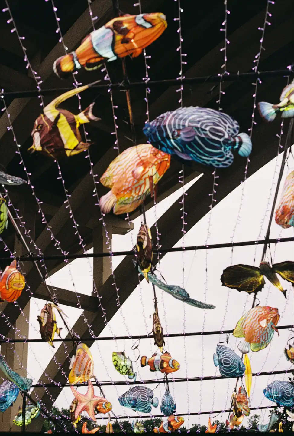 Fish Under the Bridge