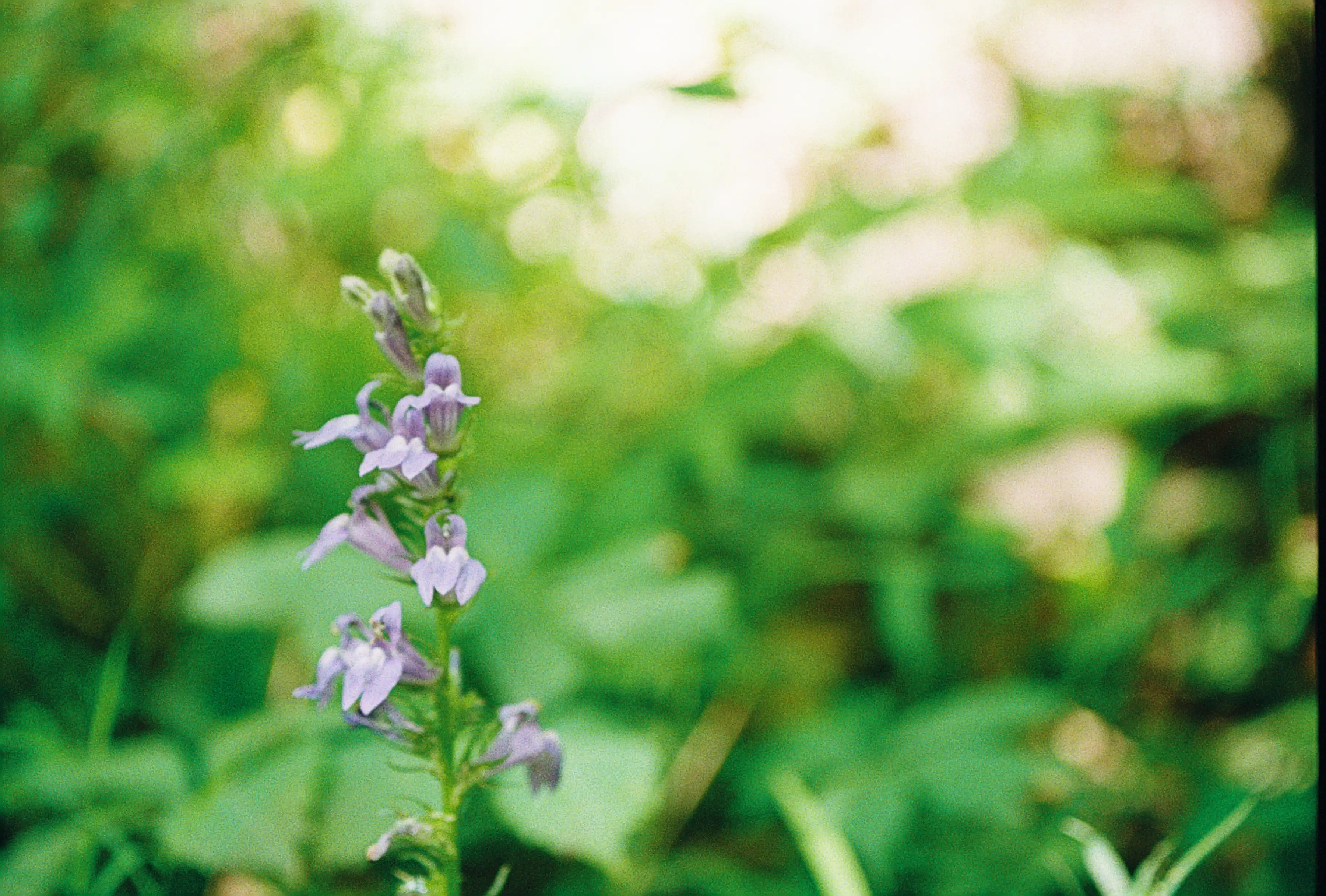 Lone Purple Flower