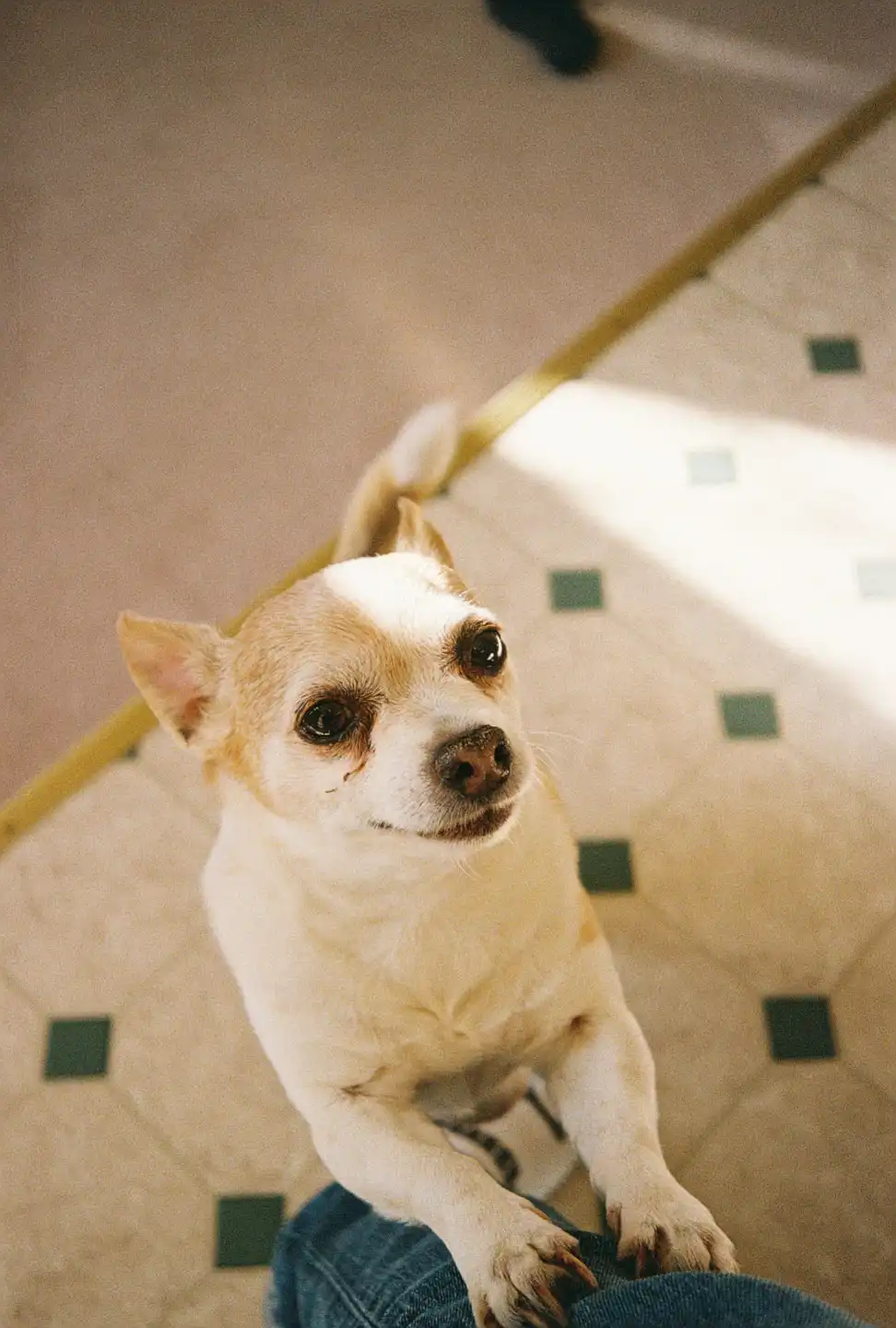 Jake Begging for Food